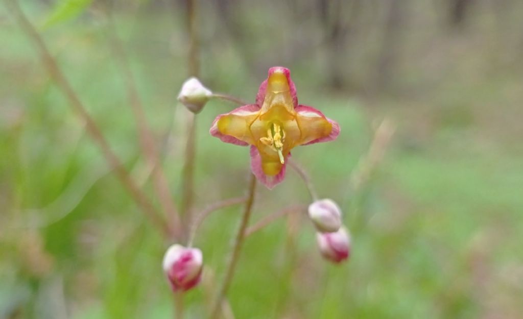 Epimedium alpinum - Berberidaceae